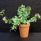 ミニ 観葉植物 フィカス・プミラ 斑入 2号 小さい かわいい 本物 植物 育てやすい 小型 ギフト 開店 引越し 新築 祝い