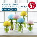 選べる3点セット ちょこっとオアシスいちりん 自然気化式加湿器/メール便無料