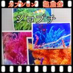 si Lobb chi принт дополнение сведение счетов золотой товар 50 иен 2k