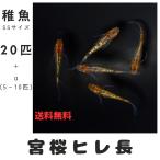 【稚魚SSサイズ】宮桜 ヒレ長 メダカ 20匹+α 【本州・四国 送料無料】