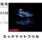【稚魚SSサイズ】ミッドナイトフリル メダカ 20匹+α 【本州・四国 送料無料】