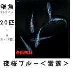 【稚魚SSサイズ】夜桜ブルー雷霆 メダカ 20匹+α 【本州・四国 送料無料】