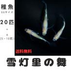 【稚魚SSサイズ】雪灯里の舞 メダカ 20匹+α 【本州・四国 送料無料】