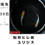 【稚魚SSサイズ】ユリシス ヒレ長 メダカ 20匹+α 【本州・四国 送料無料】