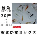 【稚魚SSサイズ】おまかせミックス メダカ 20匹+α 【本州・四国 送料無料】