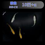 R&J ロミオとジュリエット メダカ  稚魚10匹