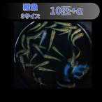 シルキー体内光小雪ヒレ長スワローメ...