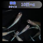 アルビノ夜桜メダカ稚魚10匹