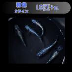 【Sサイズ】ネプチューン メダカ 稚魚10匹