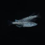 カガミ鱗 黒幹之 メダカ 稚魚10匹