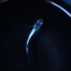 【Sサイズ】カーバンクルブルー メダカ 稚魚5匹+α