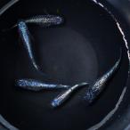 【現物】ネプチューン メダカ 2ペア+1匹　