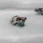 [ земноводные организм ] Mill ключ лягушка baby 1 шт 