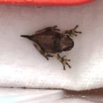 [ земноводные ] Mill ключ лягушка высадка сразу после baby 1 шт 