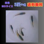 深海 メダカ　幼魚10匹＋補償分3匹