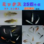 【8月 今月のお買い得】カラフル ヒレ長 ラメ入り ミックスメダカ 25匹+α