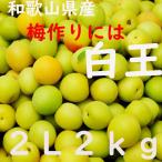 Yahoo! Yahoo!ショッピング(ヤフー ショッピング)白王 送料無料 2L ２kg 和歌山県産