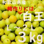 Yahoo! Yahoo!ショッピング(ヤフー ショッピング)白王 秀品 L〜2L ３kg 大小混合 和歌山県産