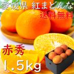みかん 紅まどんな 送料無料 お歳暮 愛媛 赤秀 1.5kg 2L〜3Lサイズ 大玉 えひめ中央 光センサー選科 ギフト 御歳暮 熨斗 のし 御礼 お見舞い 指定日OK