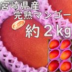 完熟マンゴー 約2kg 宮崎県産 Lサイズ6玉 送料無料 熨斗 のし ギフト 贈答 プレゼント 高糖度 農協品 JA 日付指定OK 指定日OK 4月下旬順次発送