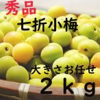 Yahoo! Yahoo!ショッピング(ヤフー ショッピング)七折小梅 L〜3L 2ｋｇ 秀品 愛媛県産 大きさお任せ