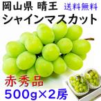 シャイマスカット 岡山県産 晴王 お中元 赤秀 500g×2 のし 贈答 熨斗対応 日付指定OK ギフト プレゼント 御礼 御供 お見舞い 贈答