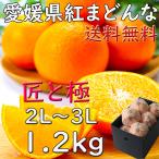 紅まどんな お歳暮 愛媛県産 匠と極 1.2kg 2L〜3Lサイズ JAえひめ中央 光センサー選科 進物 御歳暮 ギフト 熨斗 のし 贈答 御礼 プレゼント 指定日OK 送料無料