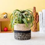 キセログラフィカポットフェイクグリ...