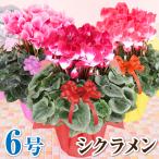 シクラメン 6号 花鉢 品種で選べる お歳暮 クリスマス プレゼント