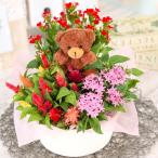 敬老の日 花 鉢花 プレゼント ギフト 3種類のおまかせ寄せかごキュート 誕生日