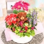 誕生日 花 鉢花 プレゼント ギフト 4種類のおまかせ寄せかごビューティー