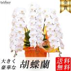 胡蝶蘭　2万円　20000円　3本立ち　送料無料　ラッピング無料　お祝い　開店祝い　開業祝い