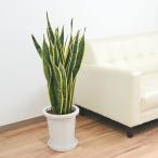 観葉植物サンスベリアサンセベリアロ...