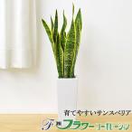 ショッピング陶器 観葉植物 サンスベリア おしゃれ お祝い 陶器鉢植え