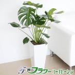 ショッピング観葉植物 観葉植物 モンステラ 8号 おしゃれ お祝い 大型 陶器鉢植え