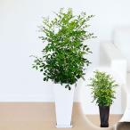 観葉植物 シルクジャスミン(ゲッキツ) ロングスクエア陶器鉢植え 7号 おしゃれ お祝い