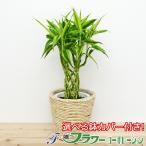 観葉植物 万年竹(ミリオンバンブー) 選べる鉢カバー付き 6号サイズ