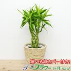観葉植物万年竹選べる鉢カバー付き6...