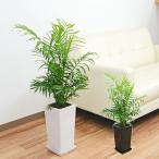 観葉植物 テーブルヤシ(チャメドレア) 6号 陶器鉢植え おしゃれ お祝い
