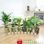 ショッピング観葉植物 選べる観葉植物2鉢セット 6号3号 鉢カバー付き(6号のみ) おしゃれ お祝い