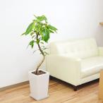 観葉植物 フィカス アルテシーマ アルテシマゴム らせん曲がり仕立て スクエア陶器鉢植え 7号 おしゃれ 大型 室内 お祝い インテリア 本物