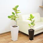 観葉植物フィカス・アルテシーマ(アルテシマゴム) 曲がり仕立て ロングスクエア陶器鉢植え 7号 おしゃれ 本物 インテリア 室内