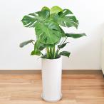 観葉植物 モンステラ 円柱形陶器鉢植え 7号サイズ