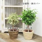 観葉植物 ベンジャミン スターライト リッチ 選べる 種類 鉢カバー付き 5号 あす楽 人気 お祝い ギフト 開店祝い 新築祝い 誕生日祝い 結婚祝い 小型