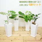 観葉植物 4号スクエア陶器鉢植え 4鉢セット