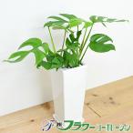 ショッピング観葉植物 観葉植物 ヒメモンステラ スクエア陶器鉢植え