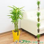 観葉植物ミリオンバンブー万年竹おし...