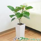 観葉植物フィカス・ウンベラータゴム...
