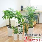 ショッピング観葉植物 観葉植物 7号4号 2鉢セット 陶器鉢植え 選べる品種 おしゃれ お祝い