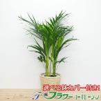 観葉植物アレカヤシ6号鉢カバー付き...